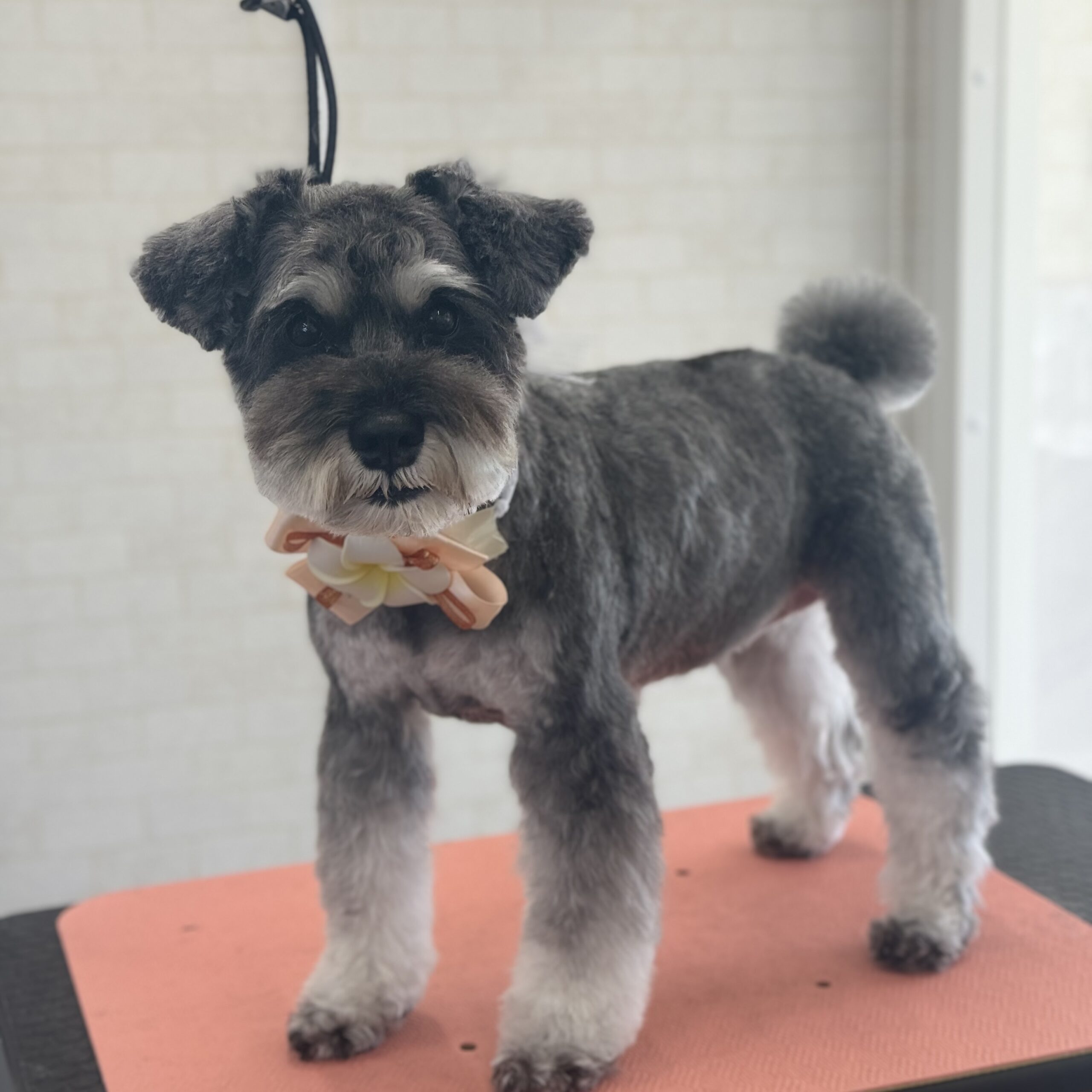 シュナウザー シャンプーカットコース 岡山県岡山市東区