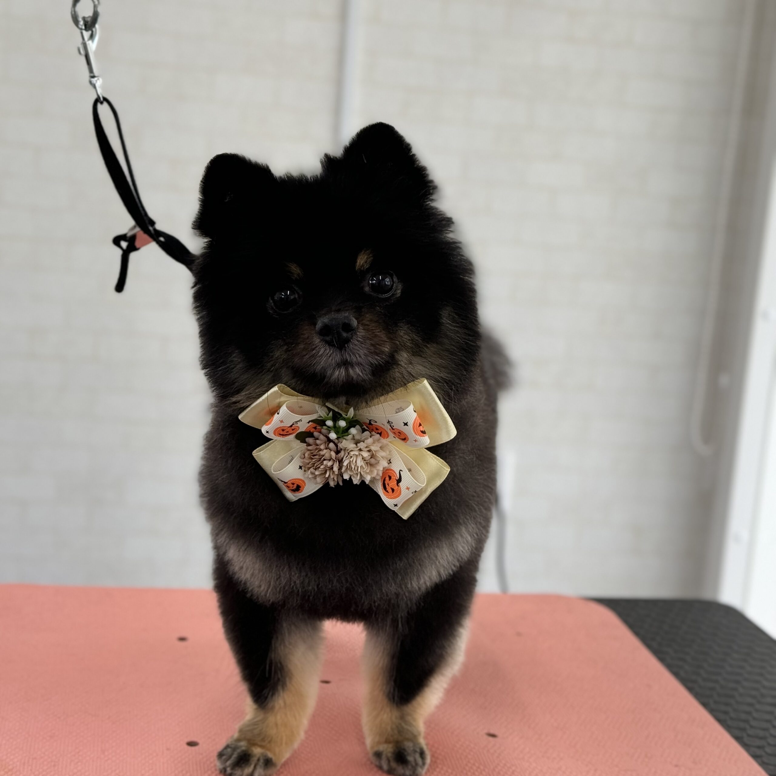 ポメラニアン シャンプーカットコース 岡山県岡山市中区