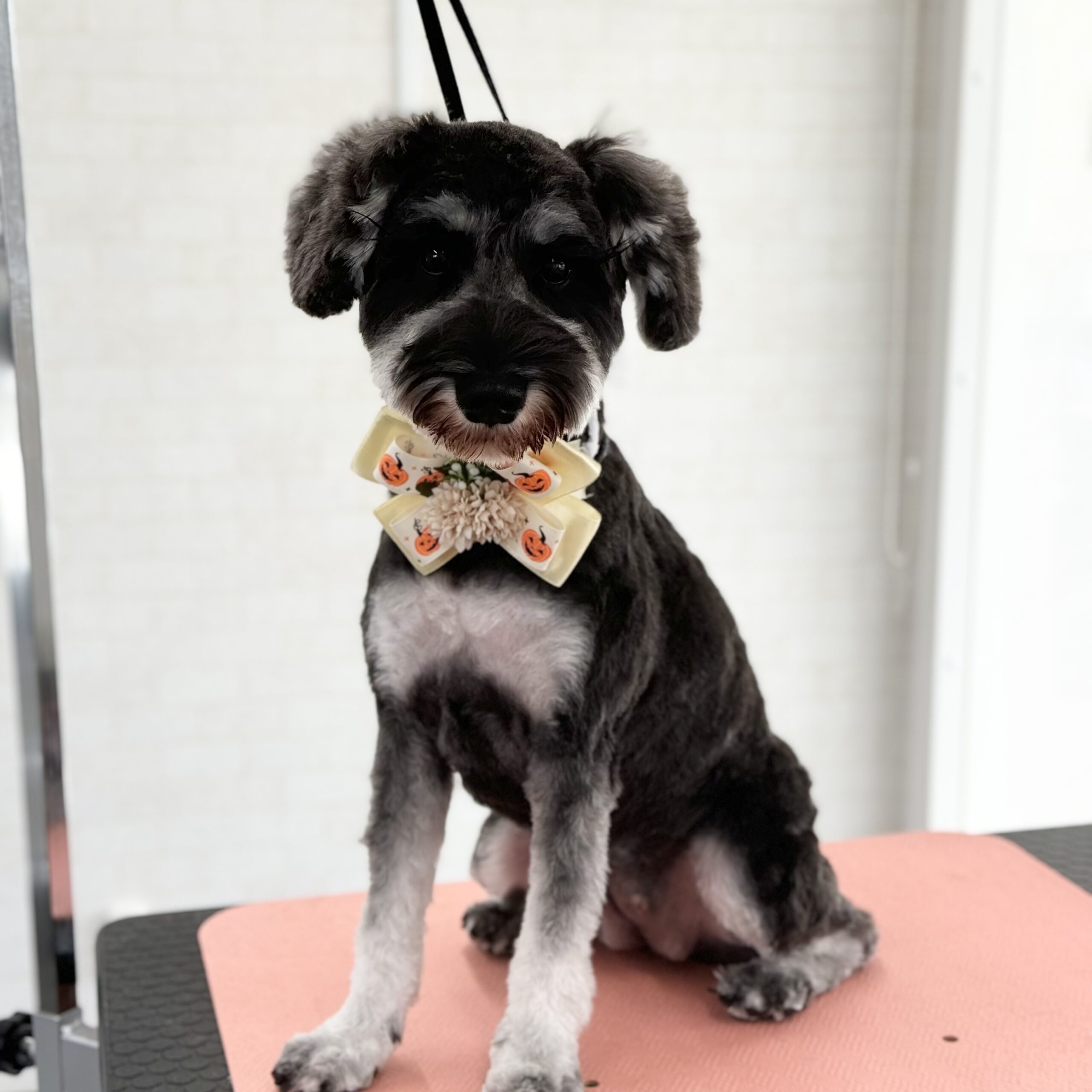 シュナ シャンプーカットコース 岡山県岡山市中区