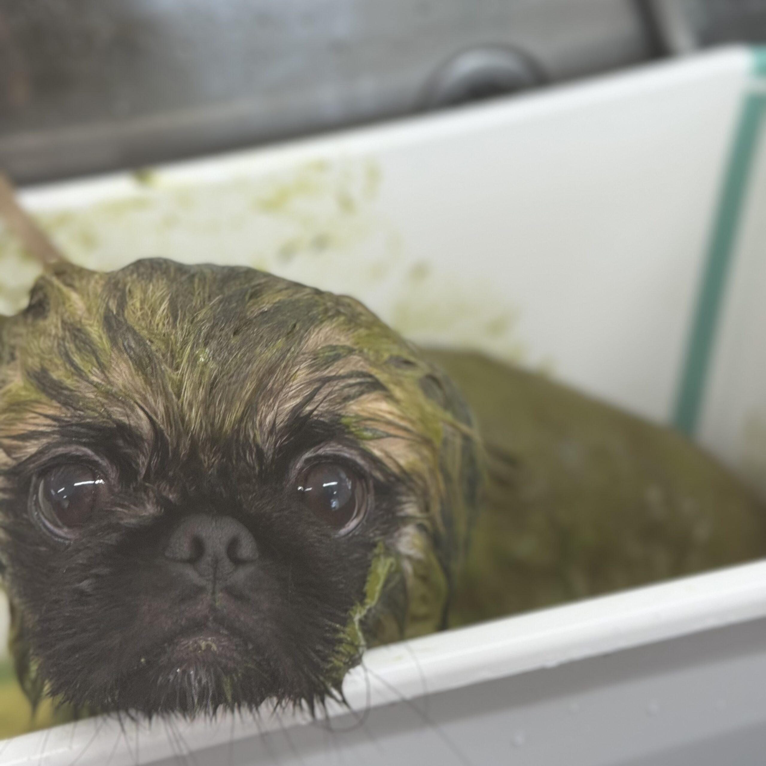 ペキニーズ シャンプーカットコース&ハーブパック＋保湿 岡山県岡山市南区