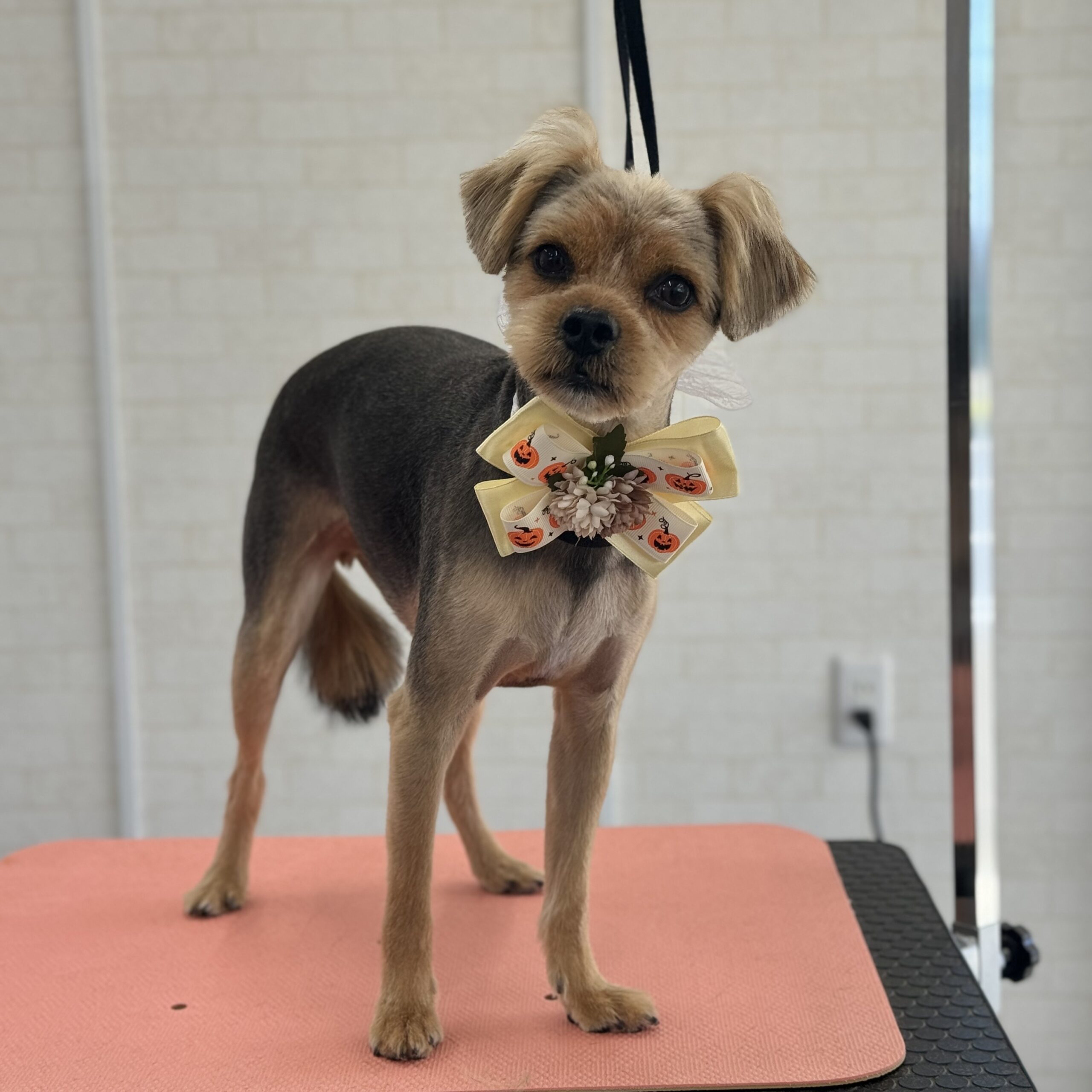 MIX シャンプーカットコース 岡山県岡山県市南区