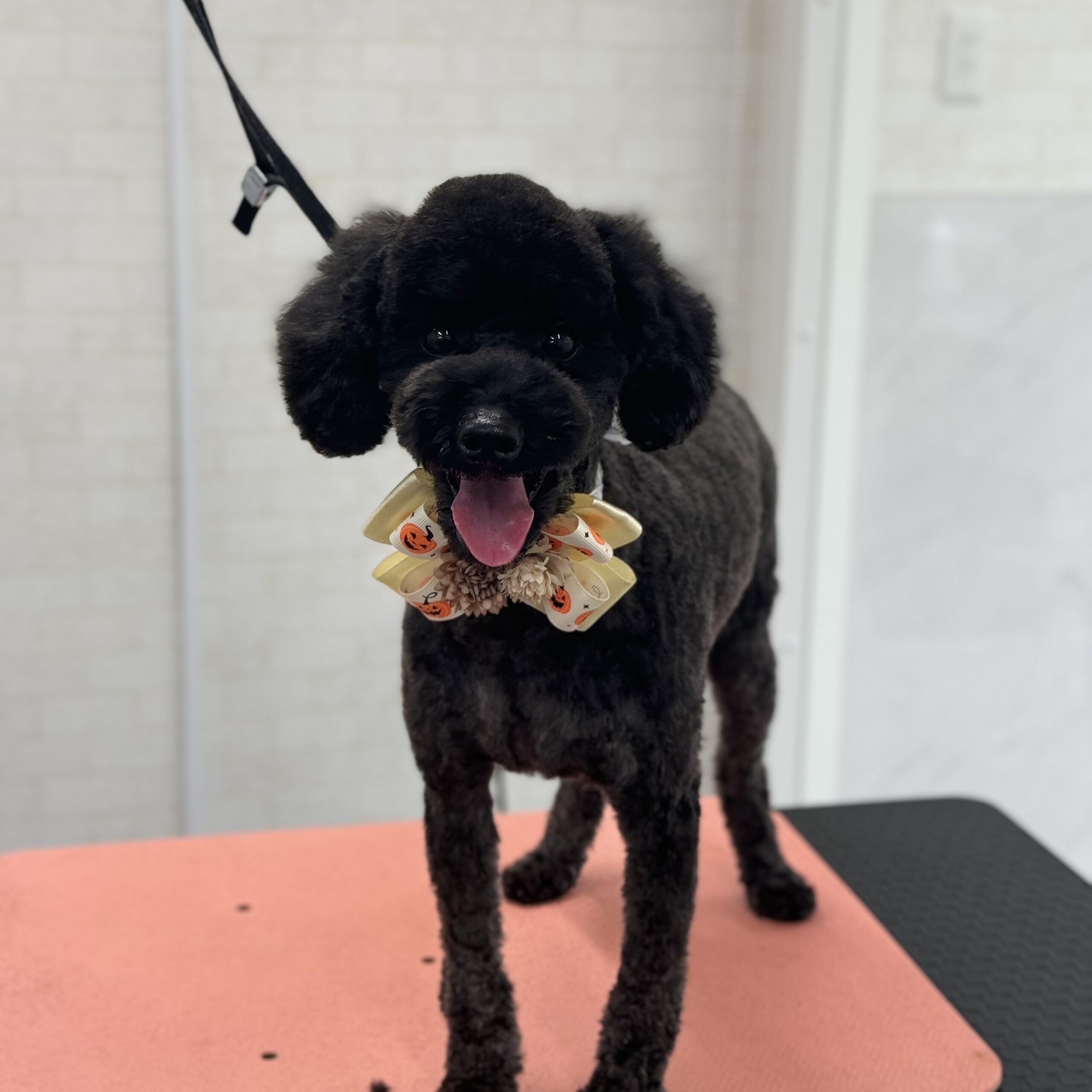 トイプードル シャンプーカットコース 岡山県岡山市南区