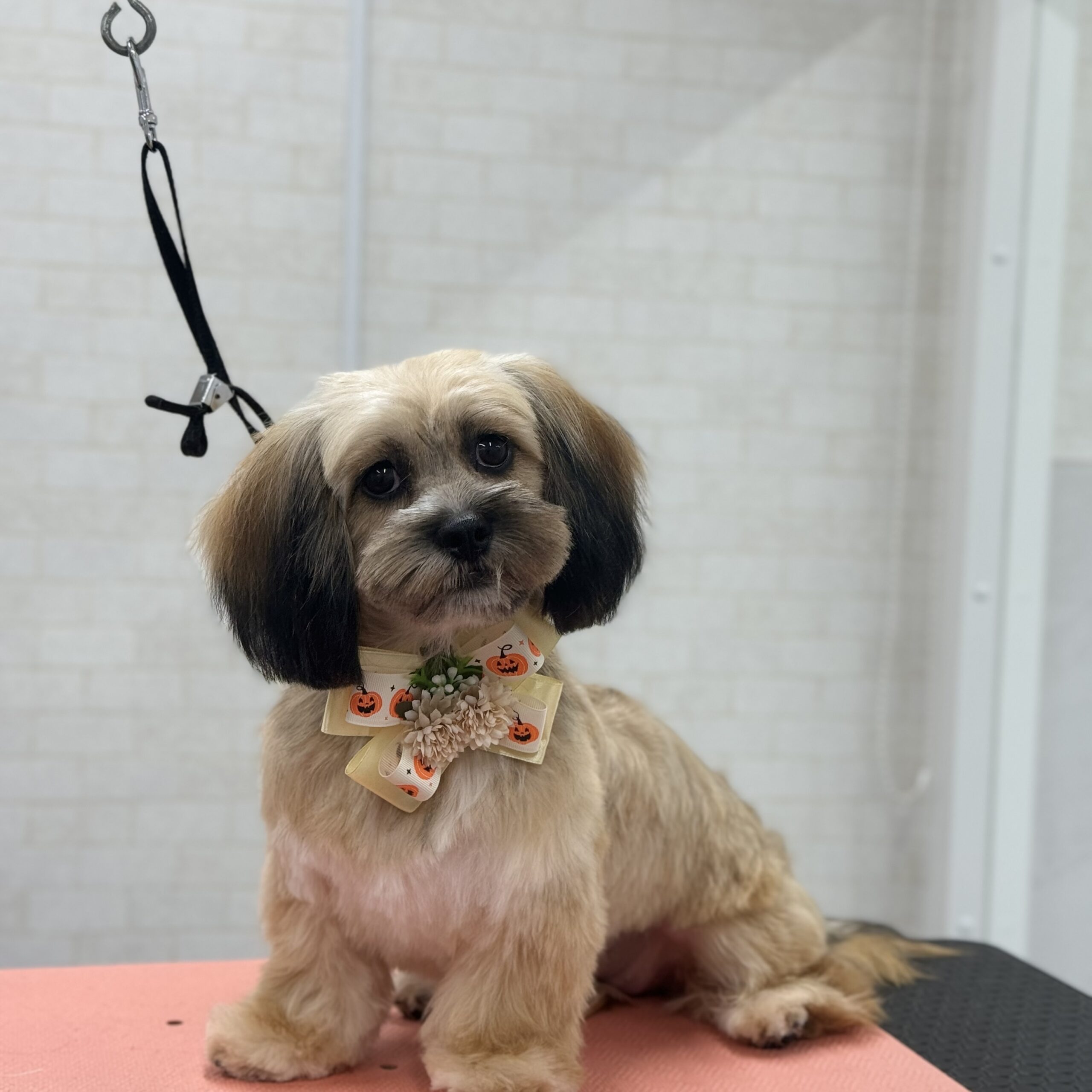 MIX シャンプーカットコース 岡山県岡山市南区