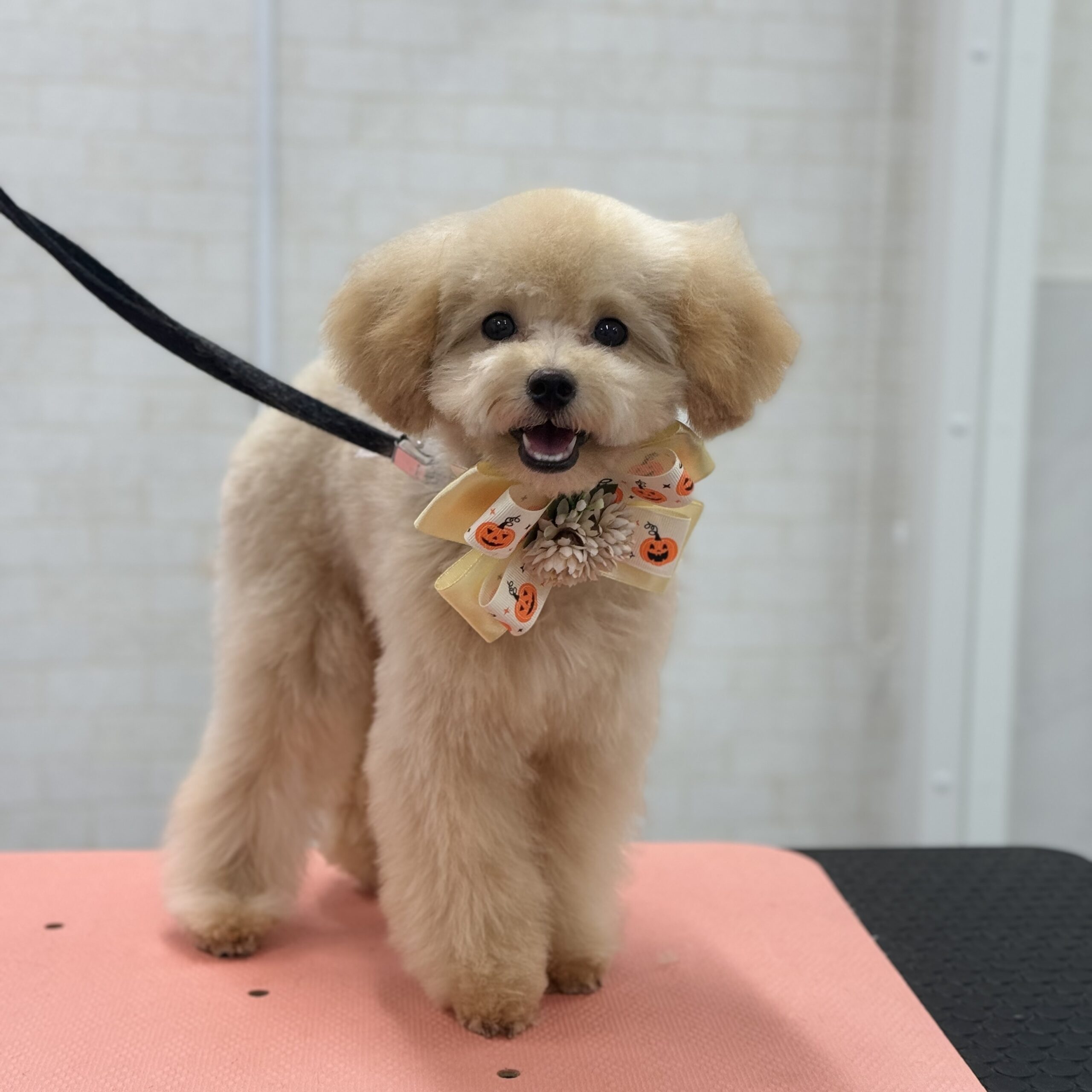 トイプードル シャンプーカットコース 岡山県岡山市南区