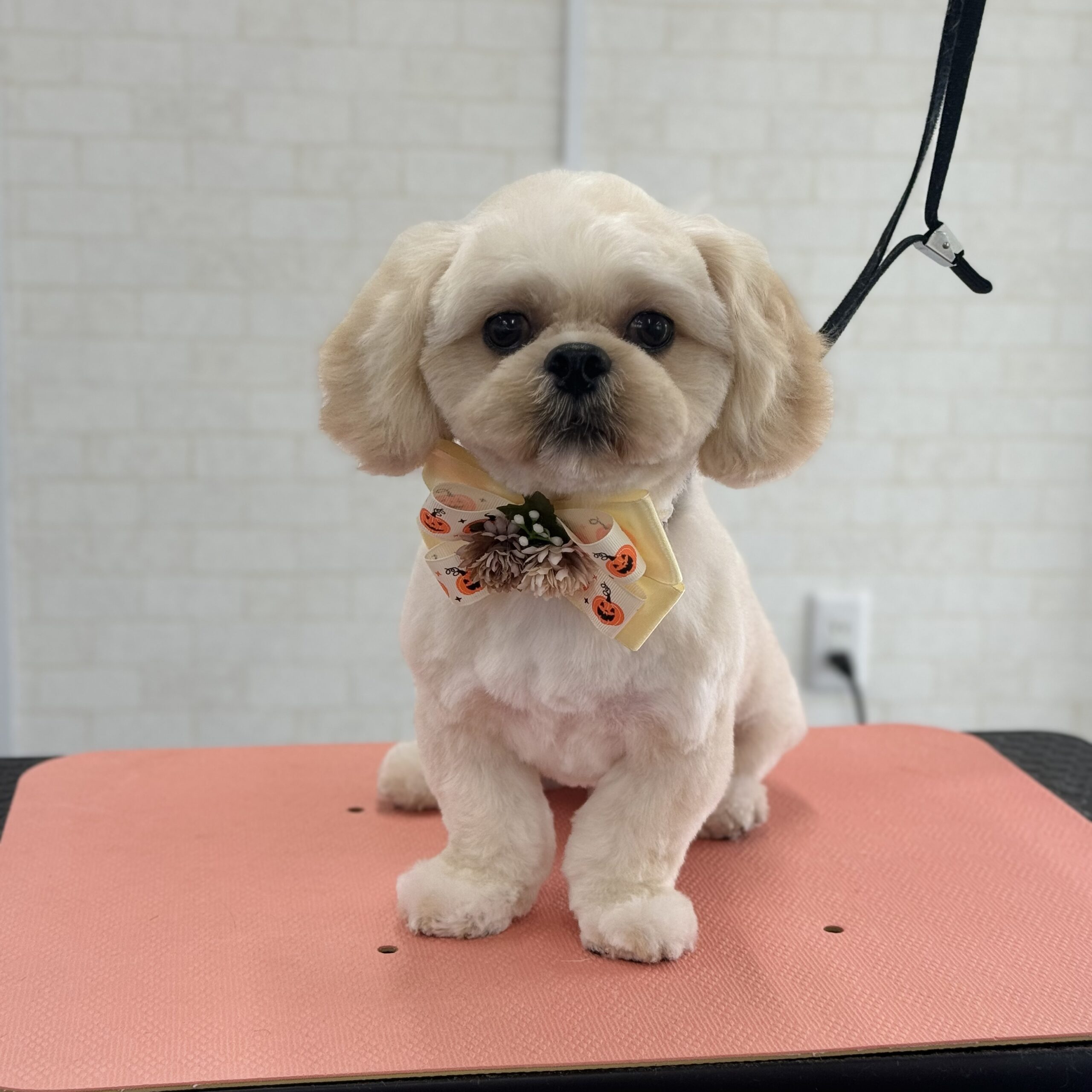 MIX シャンプーカットコース 岡山県岡山市北区