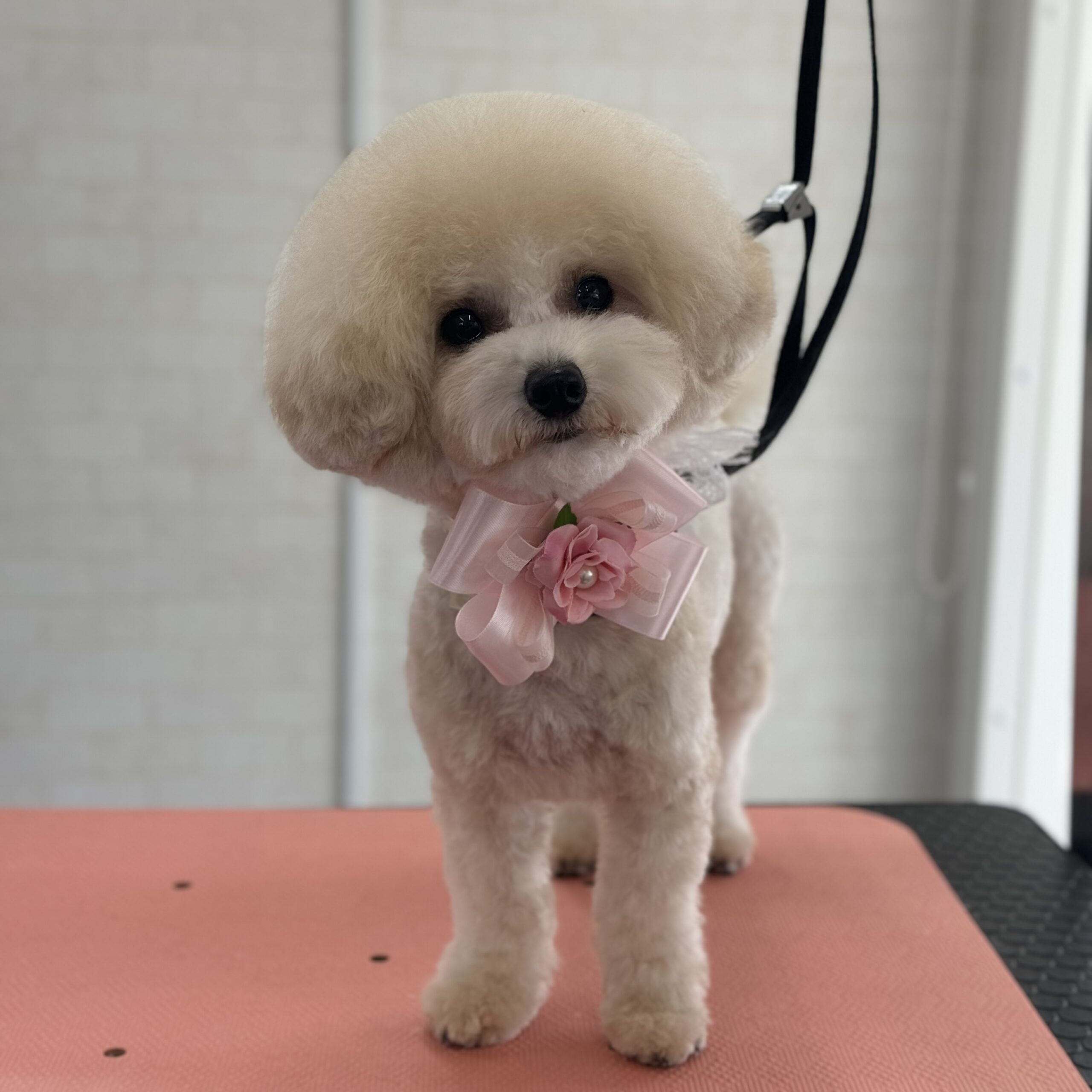 トイプードル シャンプーカットコース 岡山県岡山市北区