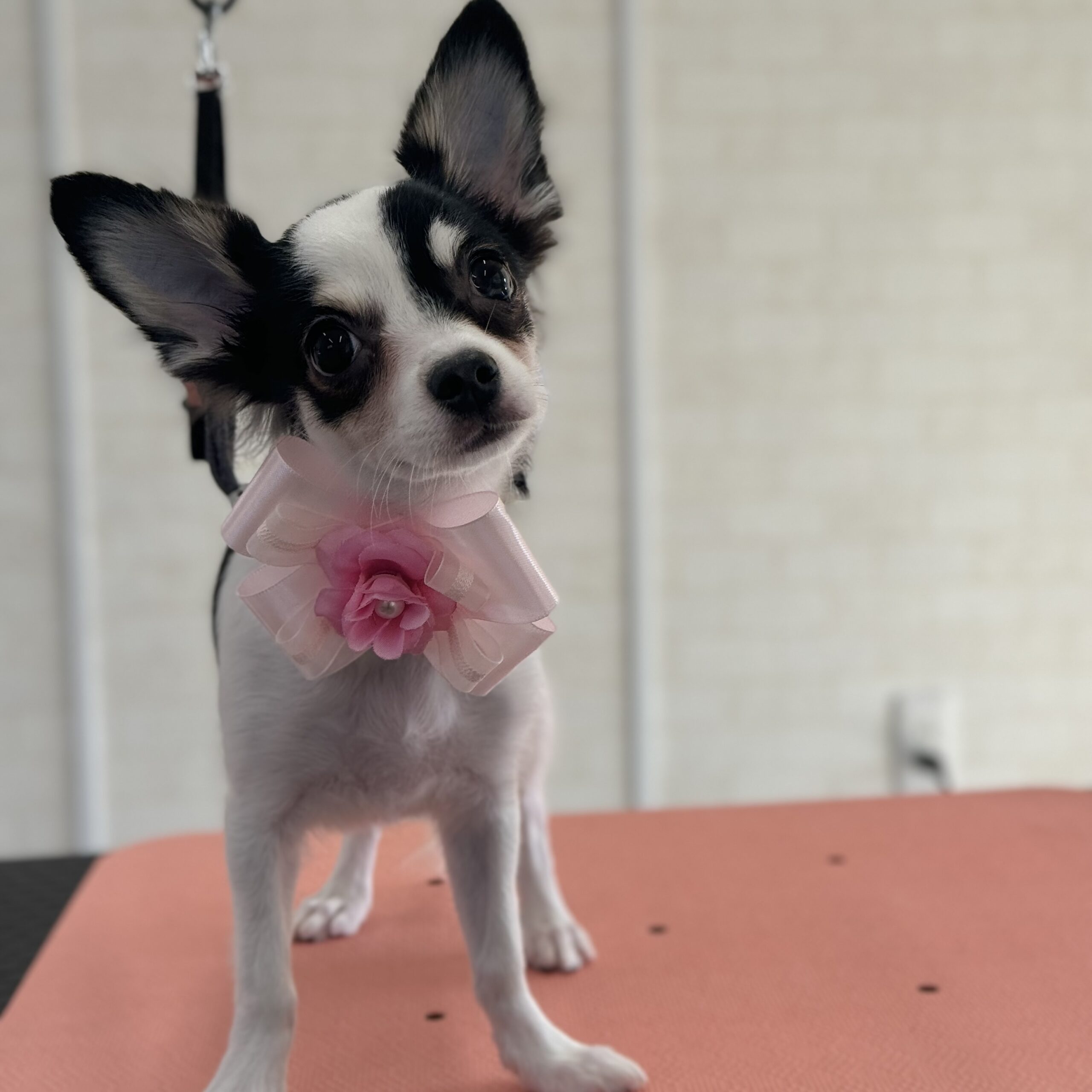 チワワ シャンプーセット 岡山県瀬戸内市