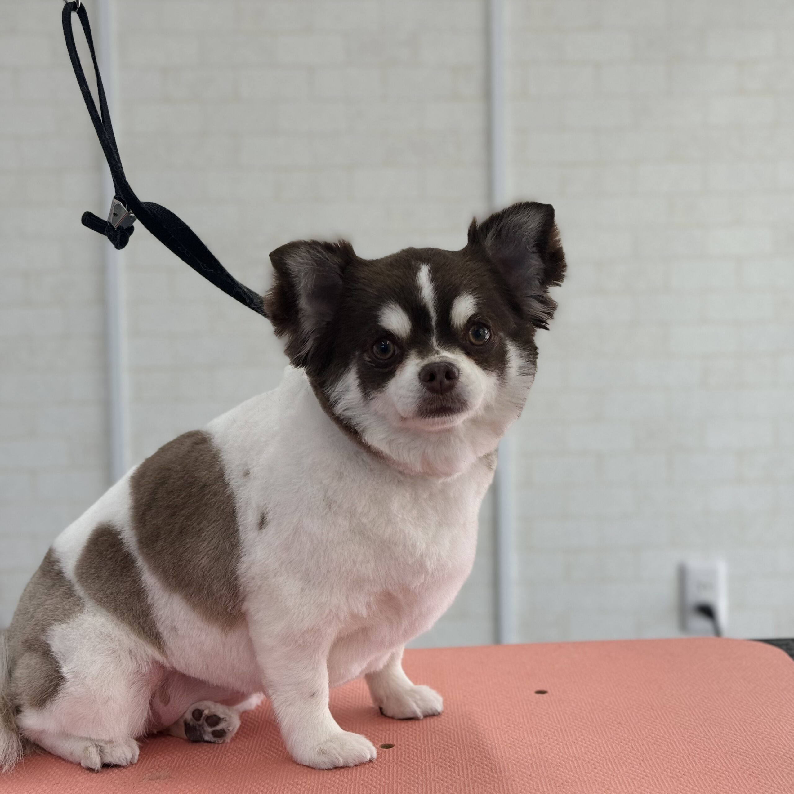 チワワ シャンプーカットコース 岡山県岡山市中区