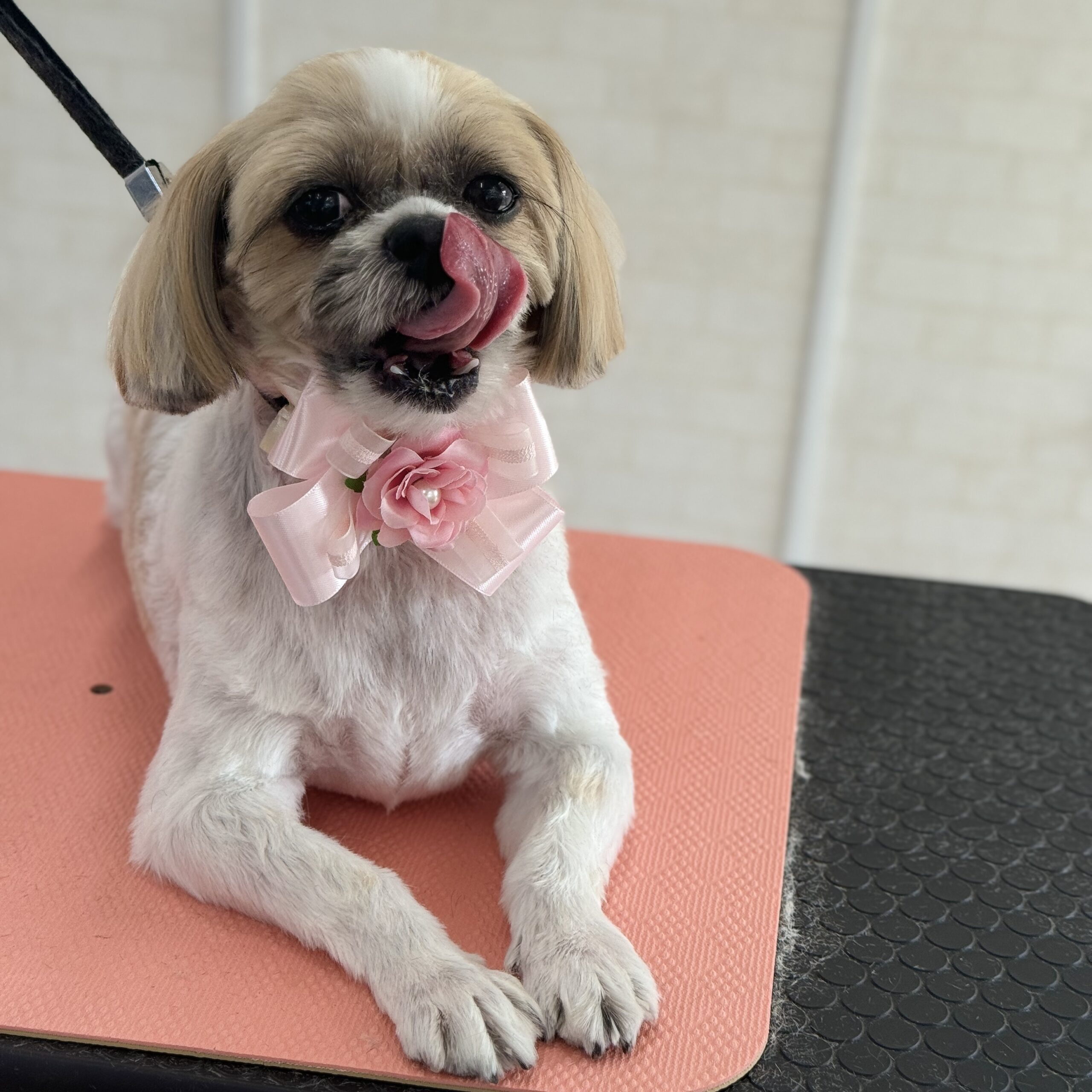 シーズー シャンプーカットコース 岡山県岡山市中区