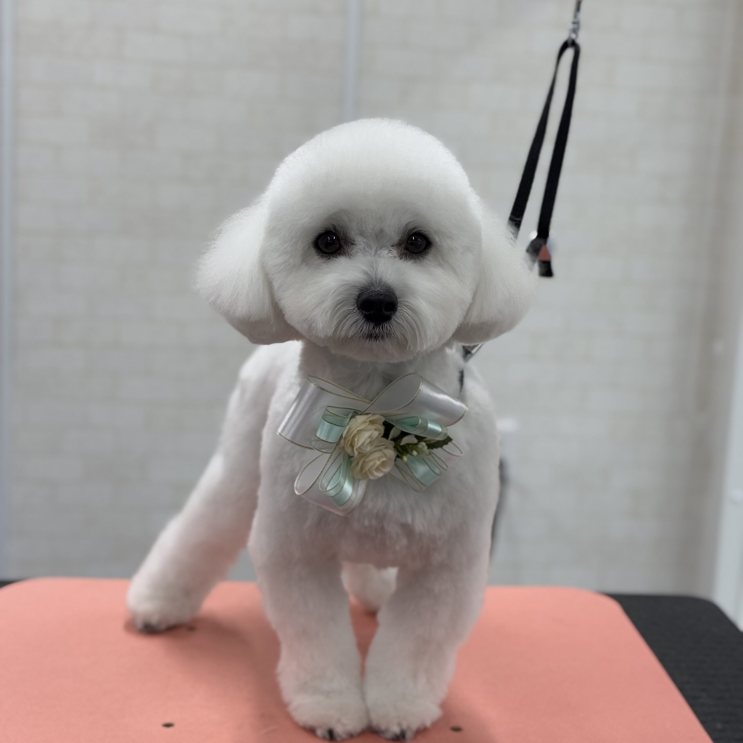 MIX シャンプーカットコース 岡山県岡山市中区