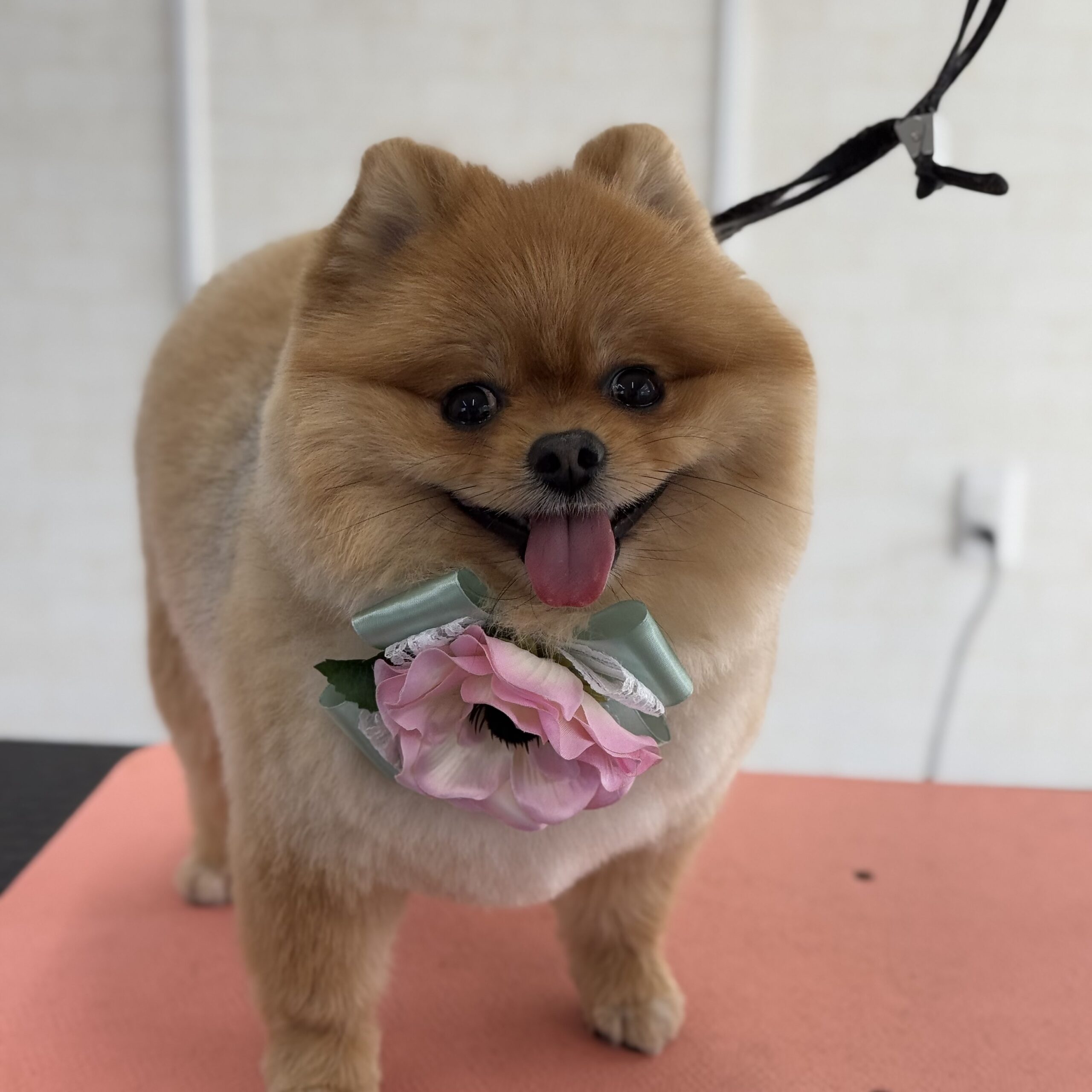 ポメラニアン シャンプーカットコース 岡山県岡山市北区