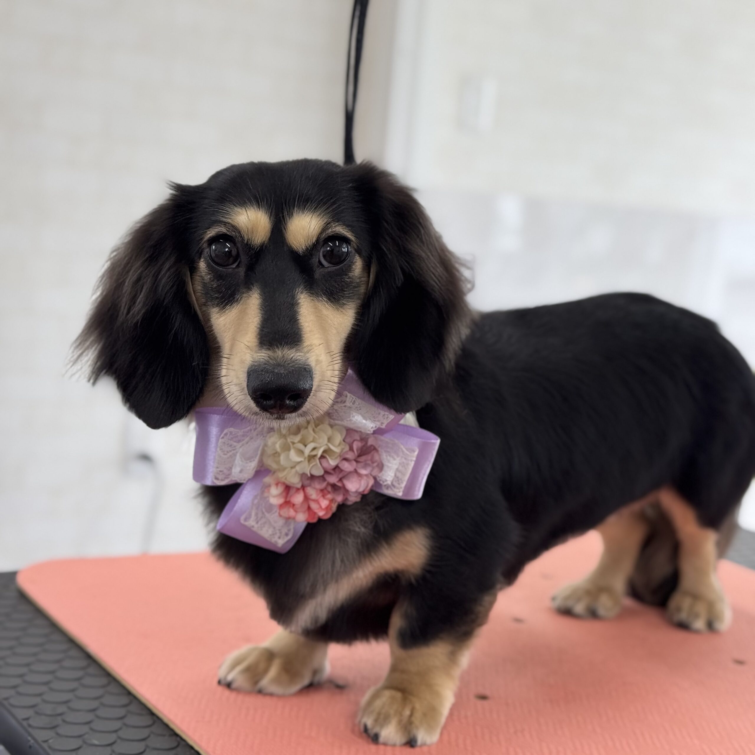 ダックス  シャンプー&カットコース 岡山県岡山市中区