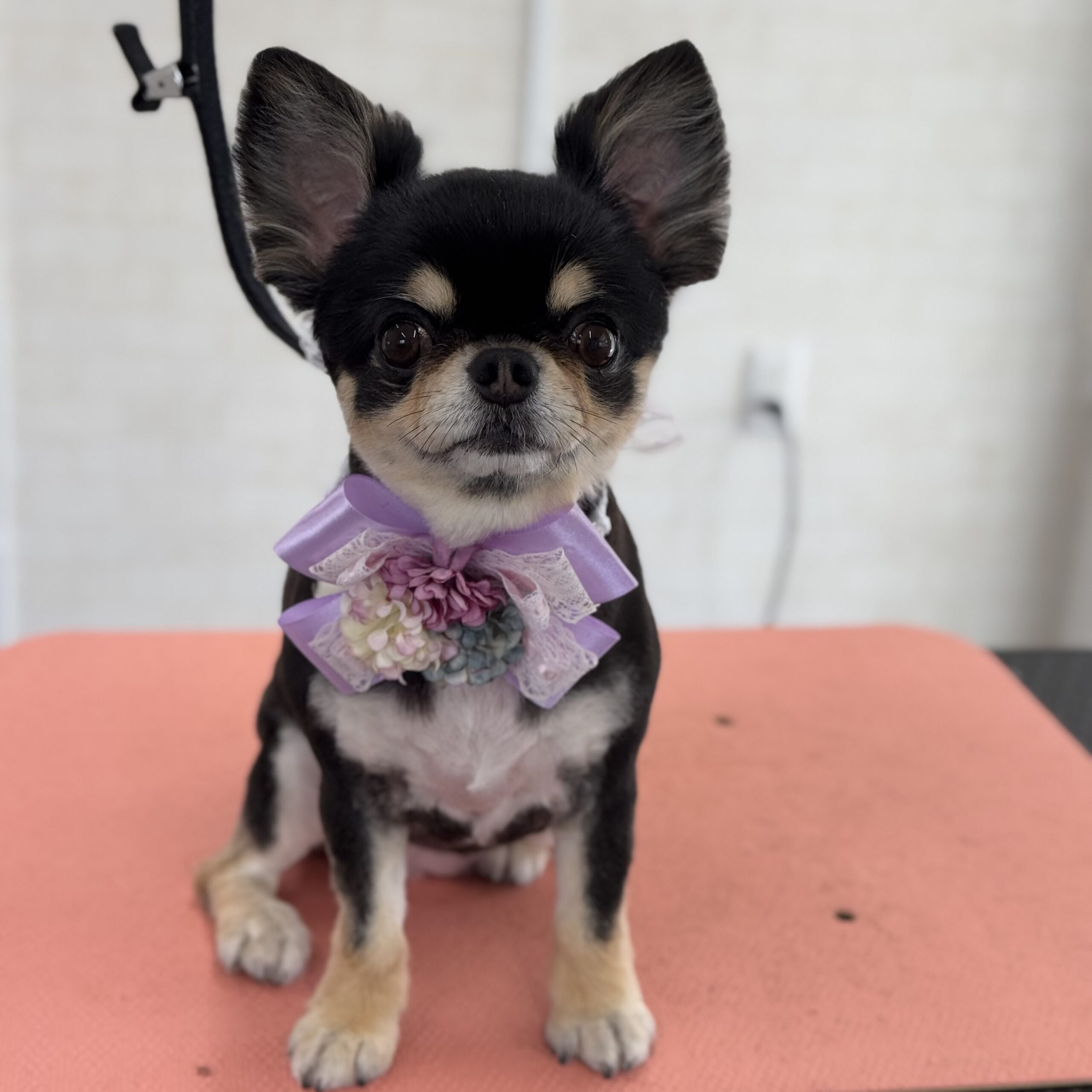 チワワ シャンプー&カットコース 岡山県美作市