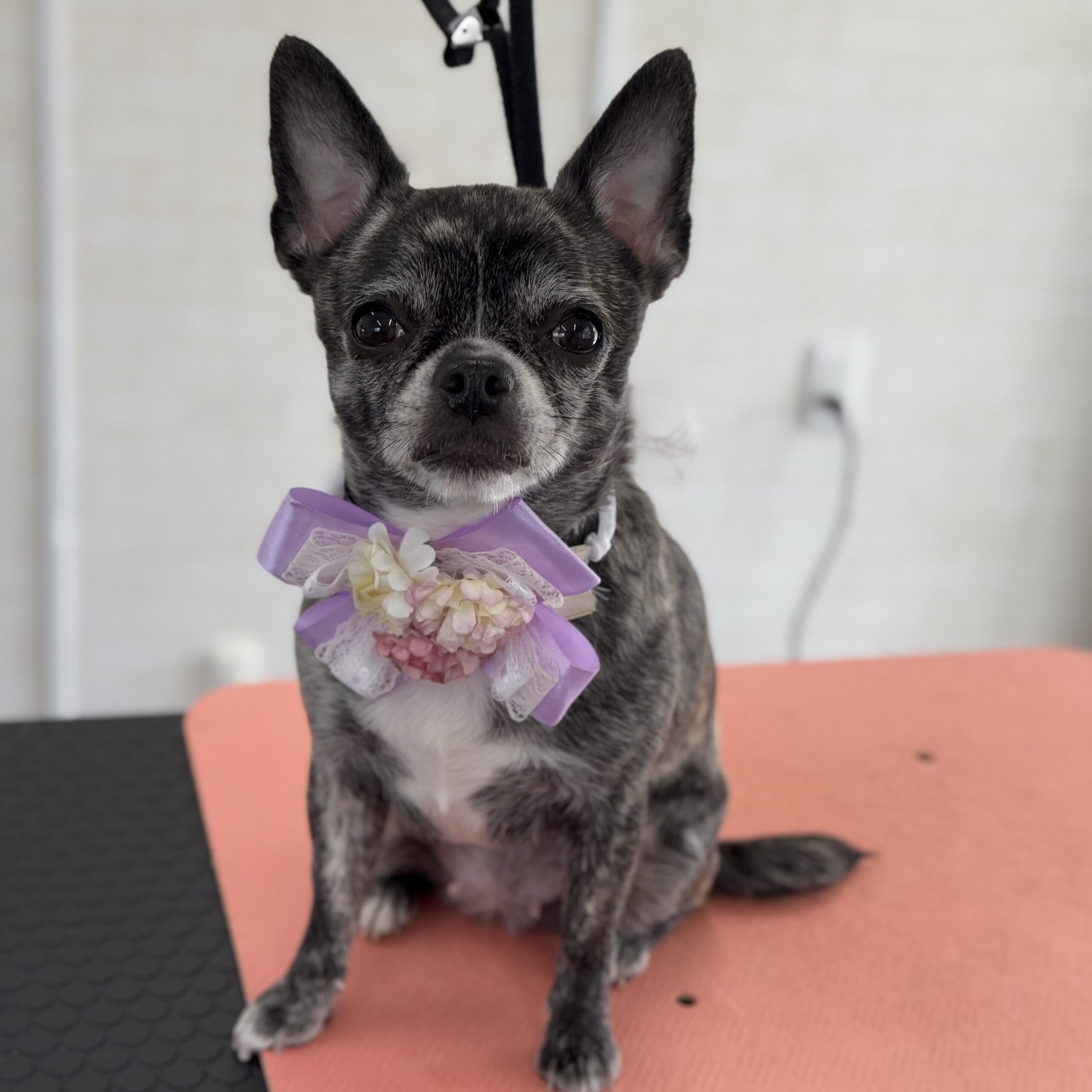 MIX シャンプーコース 岡山県美作市