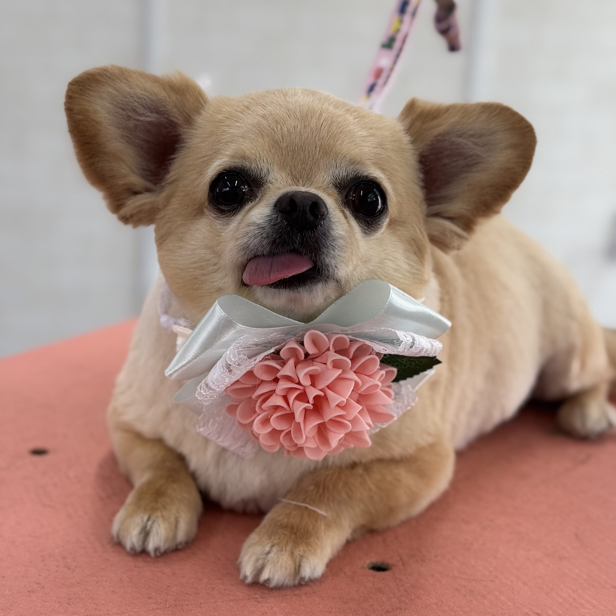 チワワ シャンプー&カットコース 岡山県岡山市中区